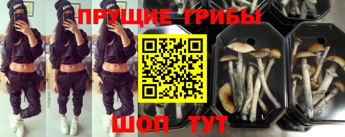 Псилоцибиновые грибы прущие грибы  Вход с VPN  Псилоцибиновые грибы Psilocybine cubensis  Саяногорск 